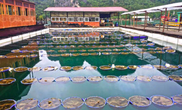 Halong Bay pearl farm