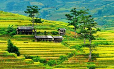 Mu Cang Chai Tour