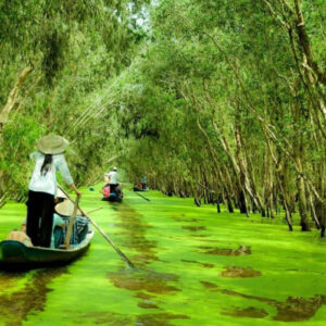 Tra-Su-Cajuput-Forest-Mekong-Delta
