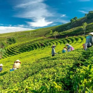 tea farm da lat