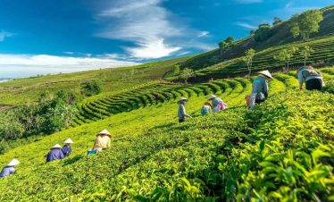tea farm da lat