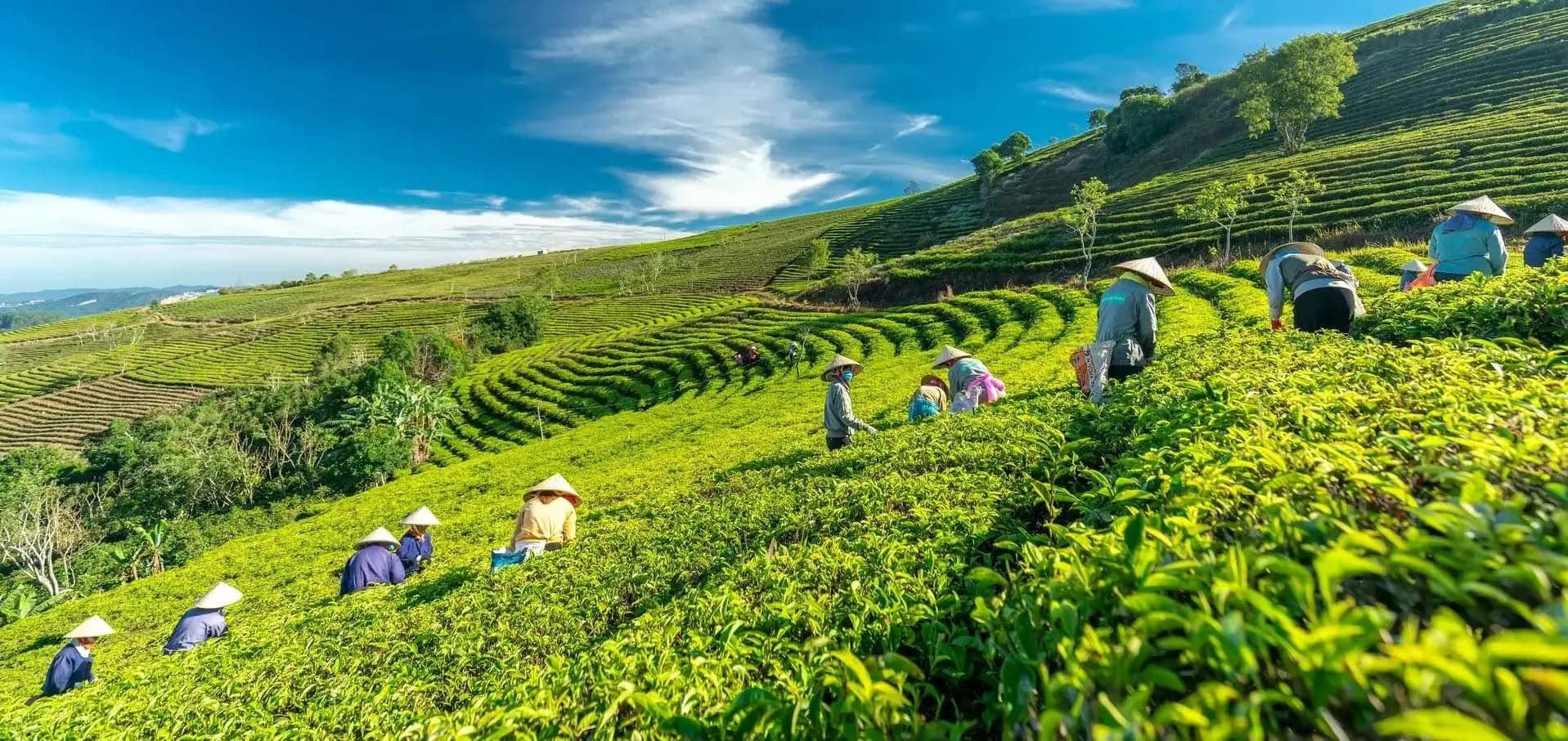 tea farm da lat