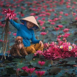 hoa sen